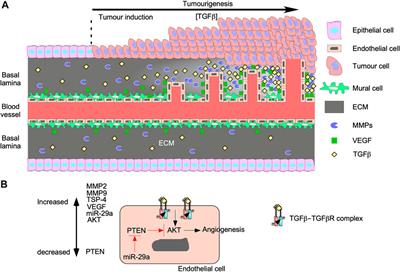 Frontiers | Transforming Growth Factor-β In Tumour Development